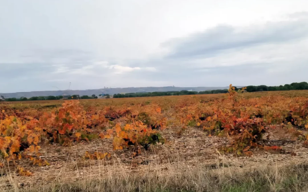Pago de la Jara: La «Otra» Verdejo»