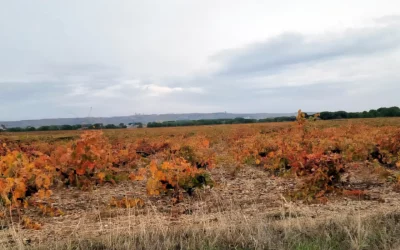 Pago de la Jara: La «Otra» Verdejo»