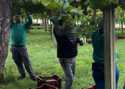 Vendimia en Pazo De Rubianes