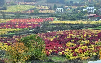 Un viaje al alma de O Luar do Sil: vino, memoria y emoción en tierras gallegas